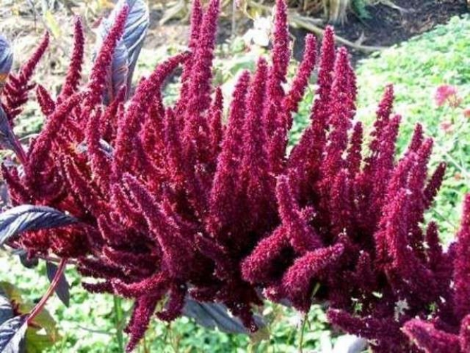 L'amarante, plante espigle