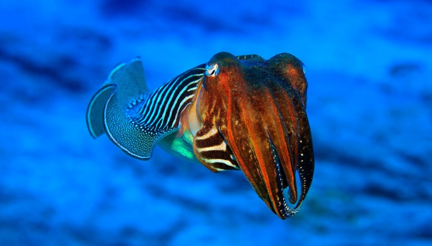 Gastronome comme une seiche