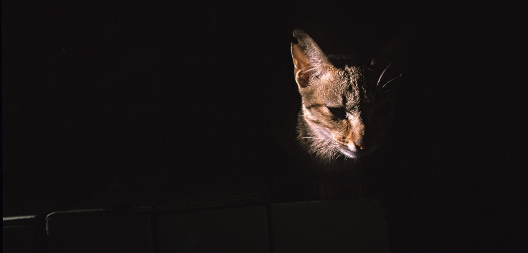 Comment le chat a conquis le monde Comment le chat a conquis le monde