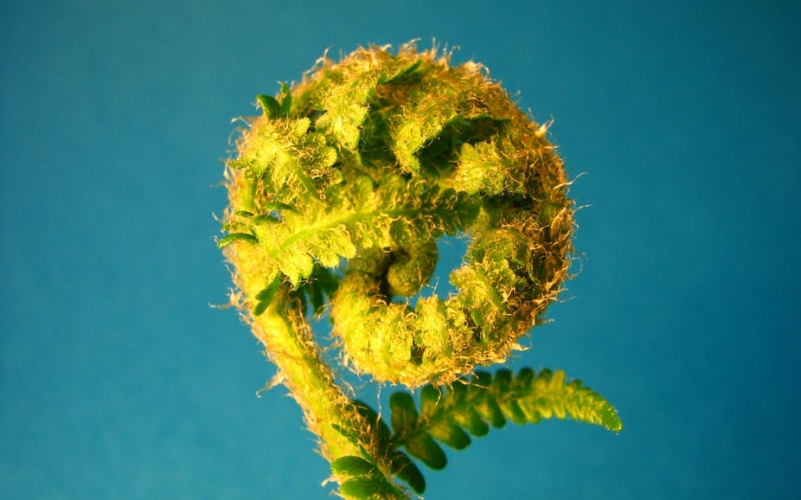 La merveilleuse présence des mathématiques dans la nature La merveilleuse présence des mathématiques dans la nature