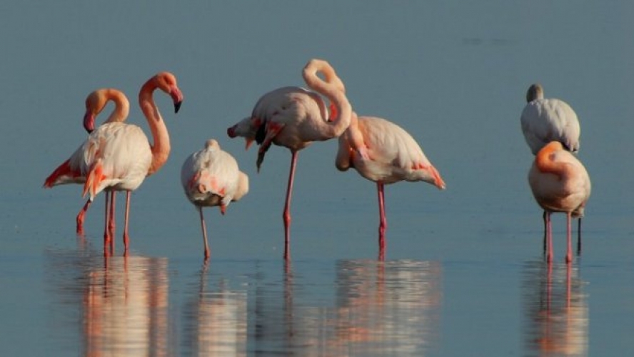 Pourquoi les flamants roses se tiennent-ils sur une jambe ?