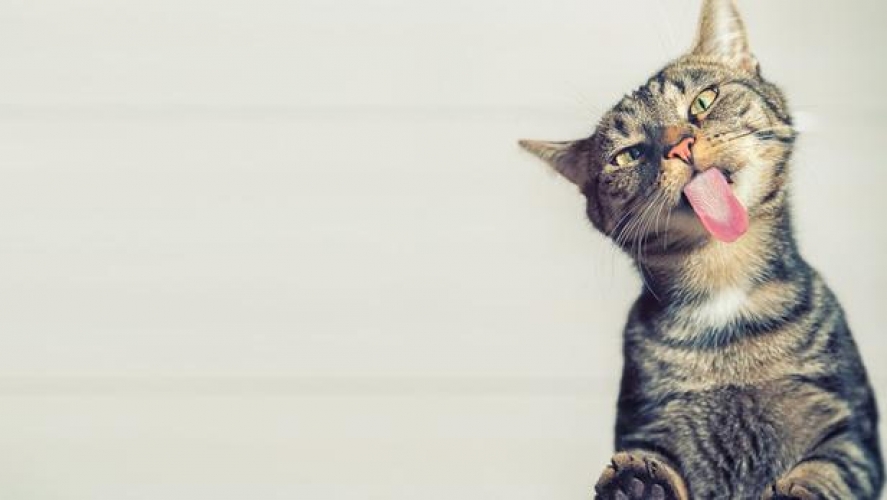 Donner sa langue au chat