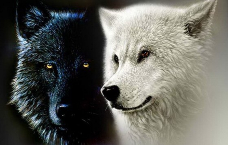 Les deux loups