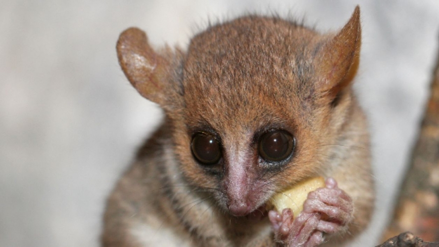 Sexualit animale : les femelles lmuriens en chaleur
