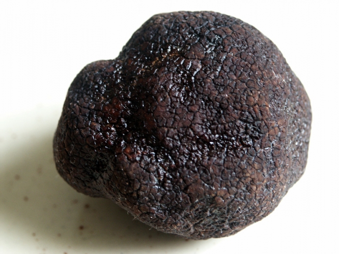 La sexualit des truffes