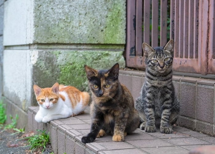 Chat européen ou chat de gouttière Chat européen ou chat de gouttière